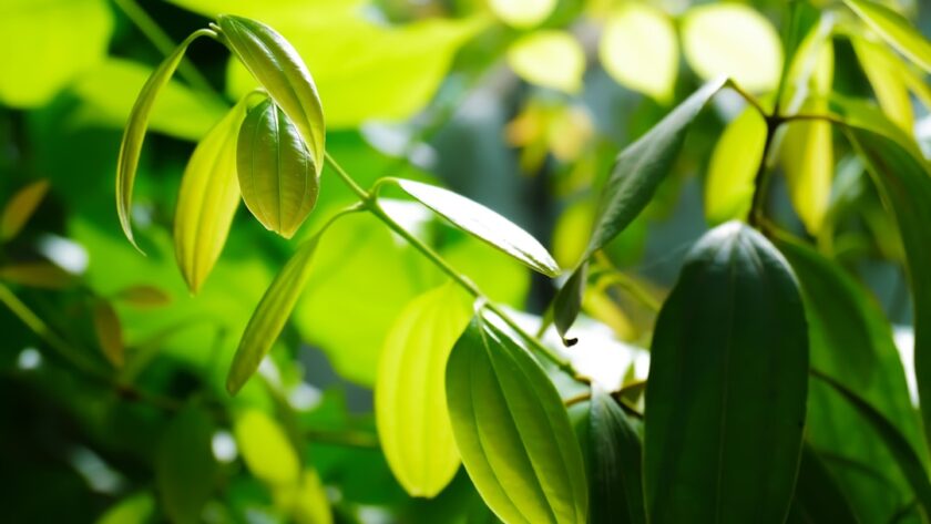 découvrez les feuilles de laurier, une herbe aromatique incontournable en cuisine. apprenez à les utiliser pour sublimer vos plats, leurs bienfaits santé et des recettes savoureuses qui mettent en valeur leur saveur unique.