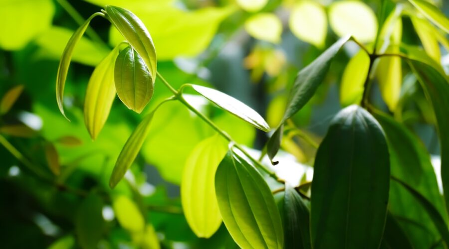 découvrez les feuilles de laurier, une herbe aromatique incontournable en cuisine. apprenez à les utiliser pour sublimer vos plats, leurs bienfaits santé et des recettes savoureuses qui mettent en valeur leur saveur unique.
