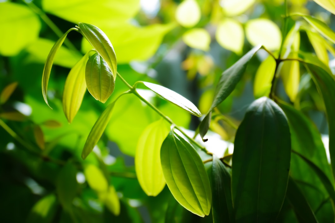 Astuce De Grand Mère Les Bienfaits Des Feuilles De Laurier Dans Votre