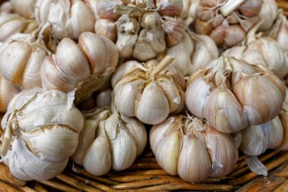 découvrez l'ail noir, un super-aliment riche en antioxydants aux multiples bienfaits pour la santé. appréciez sa saveur douce et caramélisée, idéale pour rehausser vos plats et vos recettes. explorez les origines, les méthodes de préparation et les conseils d'utilisation de cet ingrédient unique.