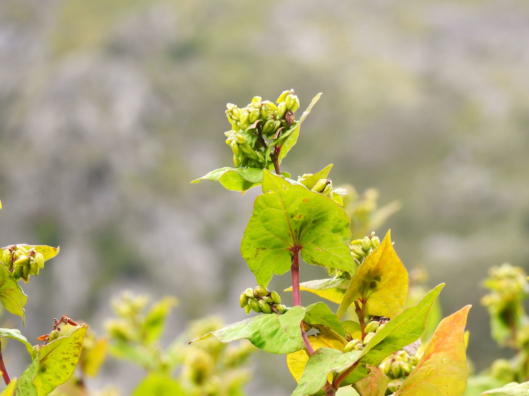découvrez le sarrasin, une céréale nutritive et sans gluten, riche en protéines et en antioxydants. apprenez-en plus sur ses bienfaits pour la santé, ses utilisations en cuisine et comment l'incorporer facilement dans votre alimentation.