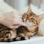 découvrez nos conseils essentiels pour prendre soin de votre chat, incluant l'alimentation, l'hygiène, l'exercice et le bien-être. offrez à votre félin une vie heureuse et en santé avec nos astuces pratiques.