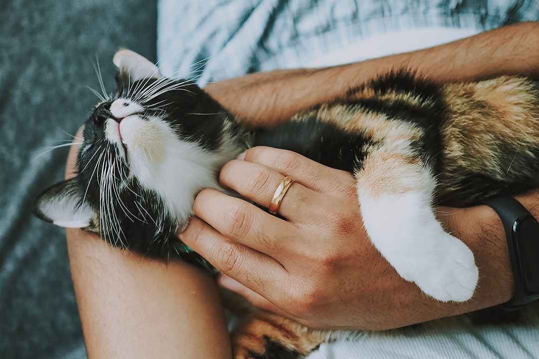 découvrez nos conseils essentiels pour prendre soin de votre chat, de l'alimentation et l'hygiène à l'adoption et à l'éducation. assurez le bien-être et la santé de votre compagnon félin grâce à nos astuces d'experts.