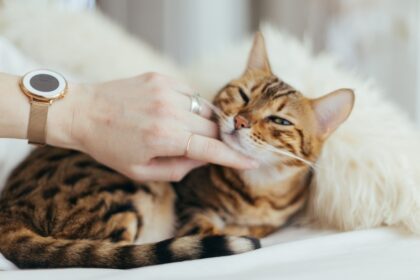 découvrez nos conseils essentiels pour prendre soin de votre chat, incluant l'alimentation, l'hygiène, l'exercice et le bien-être. offrez à votre félin une vie heureuse et en santé avec nos astuces pratiques.