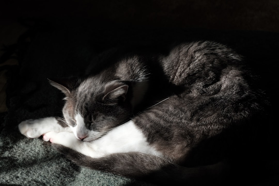 découvrez des conseils essentiels pour prendre soin de votre chat, allant de son alimentation à son bien-être quotidien. améliorez la santé de votre félin grâce à nos astuces pratiques et apprenez à mieux comprendre le comportement de votre compagnon à quatre pattes.