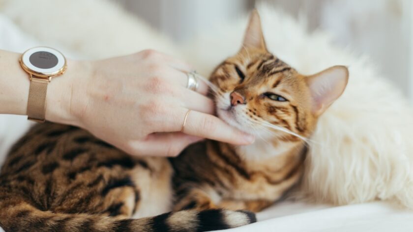 découvrez nos conseils essentiels pour prendre soin de votre chat, incluant l'alimentation, l'hygiène, l'exercice et le bien-être. offrez à votre félin une vie heureuse et en santé avec nos astuces pratiques.