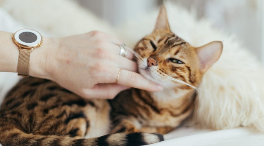 découvrez nos conseils essentiels pour prendre soin de votre chat, incluant l'alimentation, l'hygiène, l'exercice et le bien-être. offrez à votre félin une vie heureuse et en santé avec nos astuces pratiques.