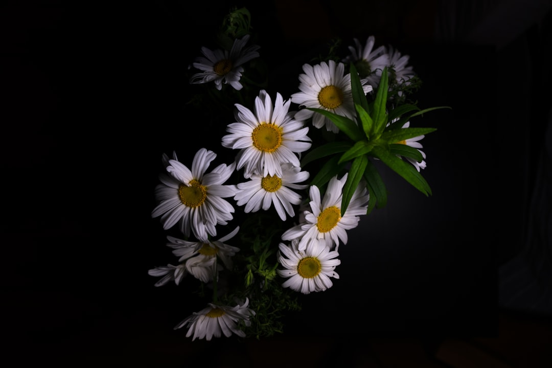 découvrez les bienfaits apaisants de la camomille, une plante aux propriétés relaxantes qui favorise un sommeil réparateur et soulage le stress. apprenez comment l'intégrer dans votre quotidien pour une vie plus sereine.
