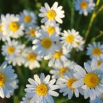 découvrez les bienfaits de la camomille, une plante aromatique prisée pour ses propriétés apaisantes et relaxantes. apprenez à l'utiliser en infusion pour favoriser le sommeil et améliorer votre bien-être quotidien.