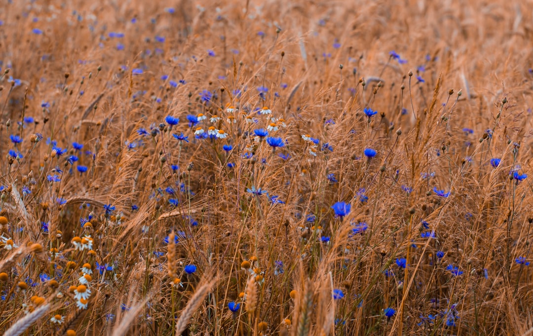 découvrez les bienfaits de la camomille, une plante apaisante aux multiples vertus. utilisée en infusion ou en aromathérapie, elle est idéale pour favoriser le sommeil et soulager l'anxiété. explorez ses propriétés naturelles et enrichissez votre bien-être au quotidien.