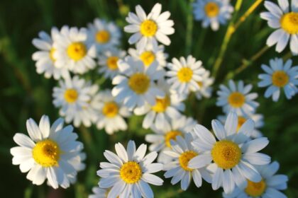découvrez les bienfaits de la camomille, une plante aromatique prisée pour ses propriétés apaisantes et relaxantes. apprenez à l'utiliser en infusion pour favoriser le sommeil et améliorer votre bien-être quotidien.