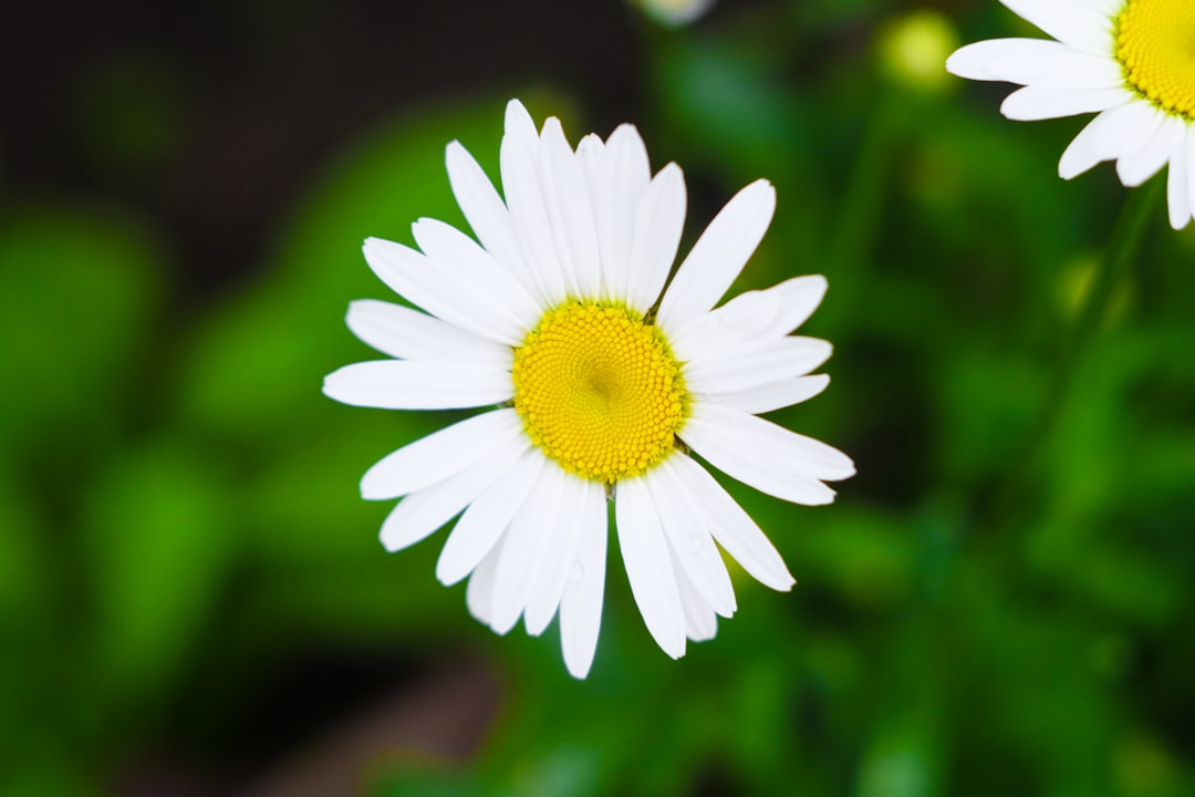 découvrez les bienfaits de la chamomile, une plante apaisante et relaxante. apprenez à l'utiliser pour améliorer votre sommeil, réduire le stress et profiter d'infusions délicieuses. plongez dans l'univers de la chamomile pour une vie plus sereine.