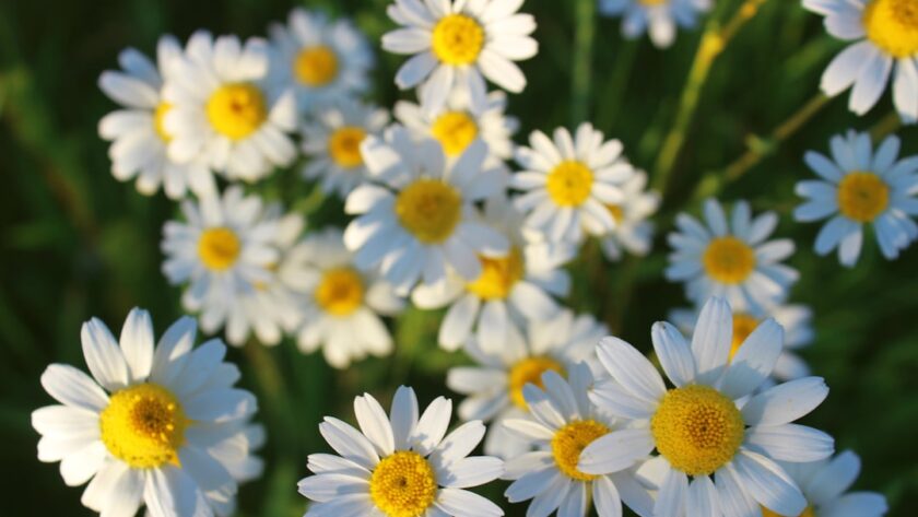 découvrez les bienfaits de la camomille, une plante aromatique prisée pour ses propriétés apaisantes et relaxantes. apprenez à l'utiliser en infusion pour favoriser le sommeil et améliorer votre bien-être quotidien.