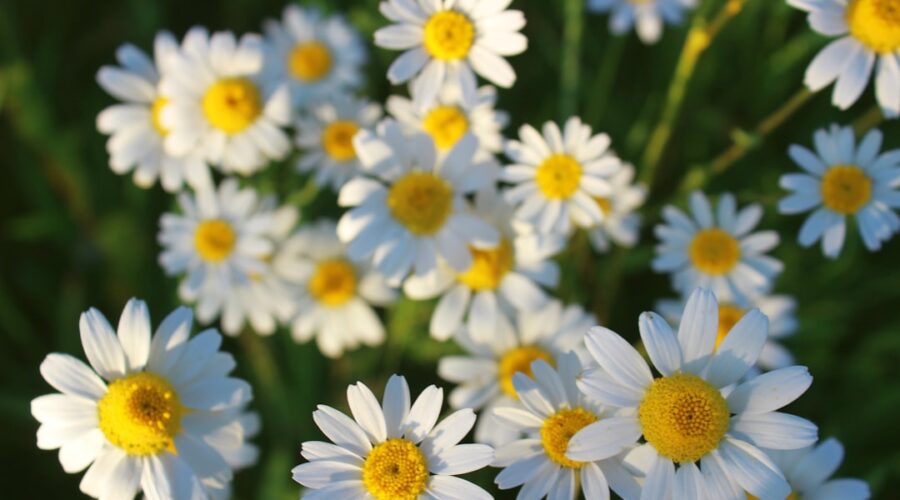 découvrez les bienfaits de la camomille, une plante aromatique prisée pour ses propriétés apaisantes et relaxantes. apprenez à l'utiliser en infusion pour favoriser le sommeil et améliorer votre bien-être quotidien.