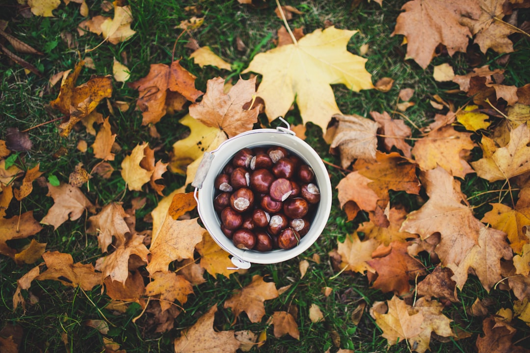 découvrez l'univers savoureux des châtaignes : recettes délicieuses, bienfaits nutritionnels et astuces pour les déguster. plongez dans la saison des châtaignes et savourez leur goût unique et réconfortant.
