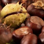 découvrez les châtaignes, un fruit savoureux et polyvalent, parfait pour vos recettes d'automne. apprenez-en plus sur leurs bienfaits, leurs différentes variétés et comment les cuisiner pour ravir vos convives.