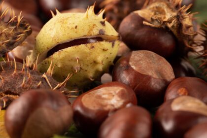 découvrez les châtaignes, un fruit savoureux et polyvalent, parfait pour vos recettes d'automne. apprenez-en plus sur leurs bienfaits, leurs différentes variétés et comment les cuisiner pour ravir vos convives.