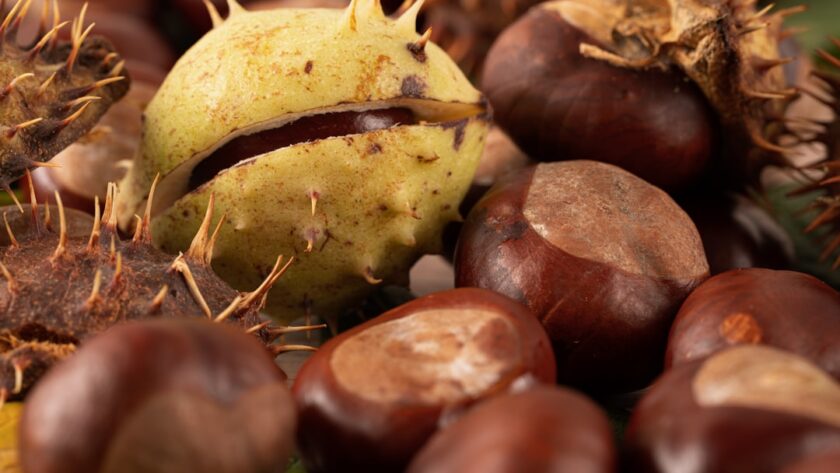 découvrez les châtaignes, un fruit savoureux et polyvalent, parfait pour vos recettes d'automne. apprenez-en plus sur leurs bienfaits, leurs différentes variétés et comment les cuisiner pour ravir vos convives.