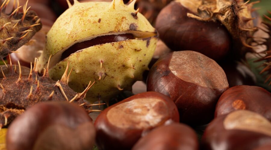 découvrez les châtaignes, un fruit savoureux et polyvalent, parfait pour vos recettes d'automne. apprenez-en plus sur leurs bienfaits, leurs différentes variétés et comment les cuisiner pour ravir vos convives.