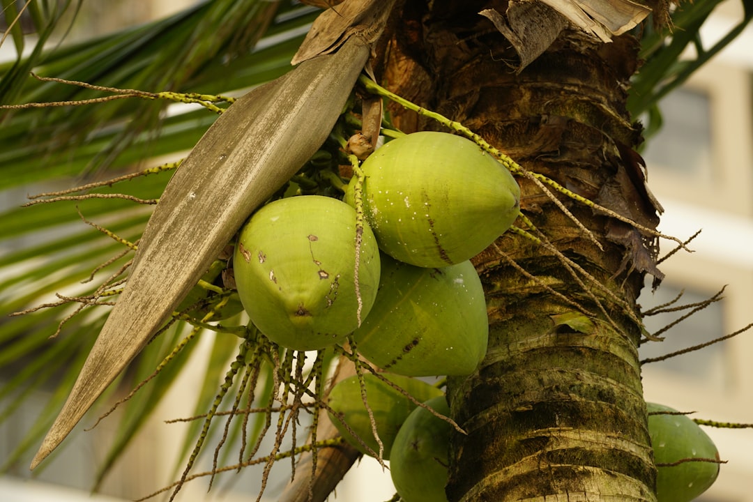 découvrez les bienfaits de l'huile de coco : cet ingrédient naturel polyvalent est parfait pour nourrir votre peau, hydrater vos cheveux et rehausser vos plats. apprenez comment l'intégrer facilement dans votre routine quotidienne.