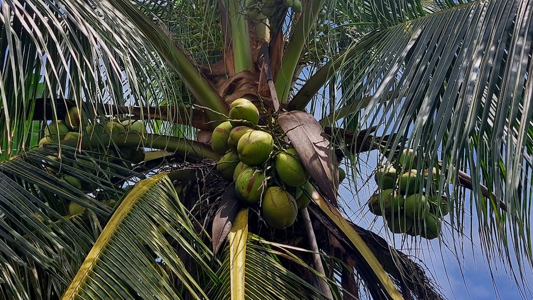 découvrez les nombreux bienfaits de l'huile de coco, un ingrédient naturel polyvalent pour la cuisine, les soins de la peau et des cheveux. apprenez à l'intégrer dans votre quotidien pour une vie saine et équilibrée.