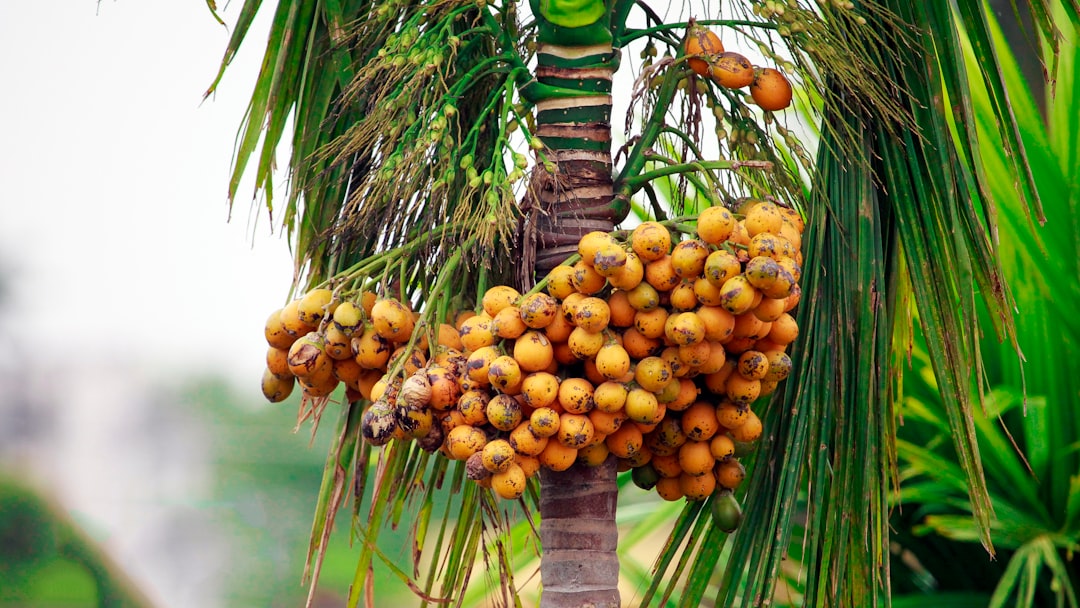 découvrez les bienfaits de l'huile de coco, un ingrédient naturel polyvalent utilisé en cuisine, en cosmétique et pour la santé. apprenez comment l'intégrer dans votre quotidien pour profiter de ses propriétés hydratantes et nourrissantes.