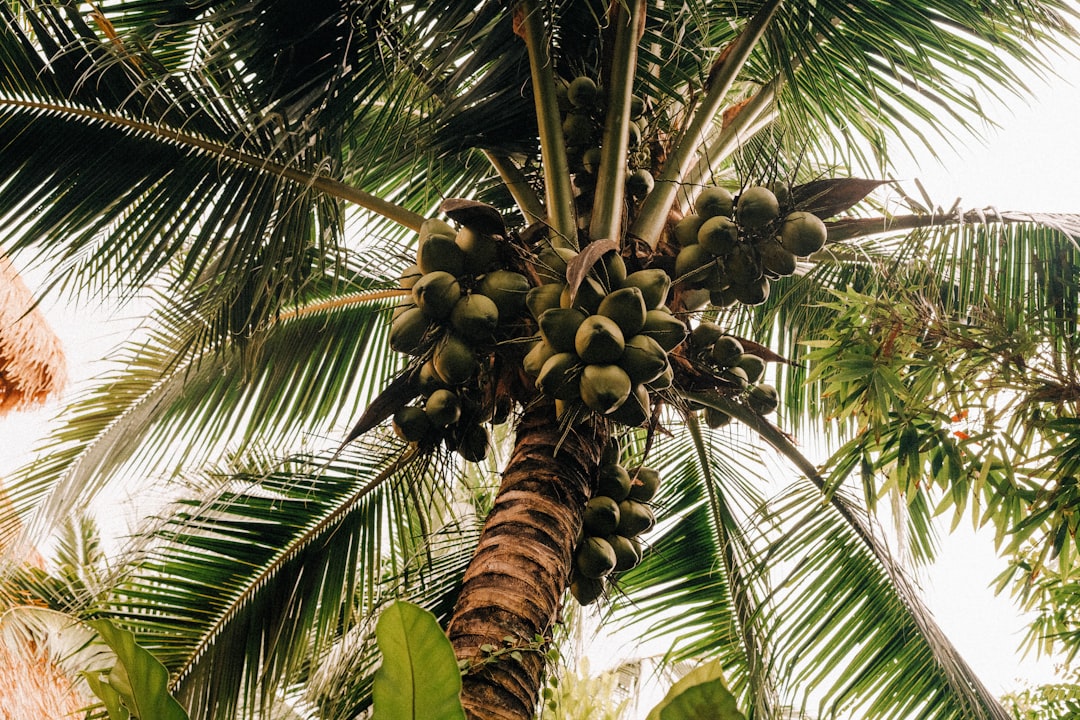 découvrez les bienfaits de l'huile de noix de coco, un véritable trésor naturel pour votre peau, vos cheveux et votre santé. apprenez comment l'intégrer dans votre routine quotidienne pour profiter de ses vertus hydratantes et protectrices.