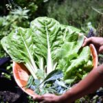 découvrez l'art du jardinage en conteneur : des conseils pratiques pour cultiver vos plantes, fleurs et légumes dans des pots adaptés à tous les espaces, même les plus réduits. transformez votre balcon ou terrasse en un oasis verdoyant !