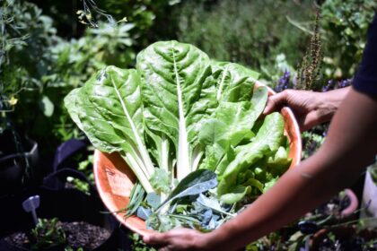découvrez l'art du jardinage en conteneur : des conseils pratiques pour cultiver vos plantes, fleurs et légumes dans des pots adaptés à tous les espaces, même les plus réduits. transformez votre balcon ou terrasse en un oasis verdoyant !