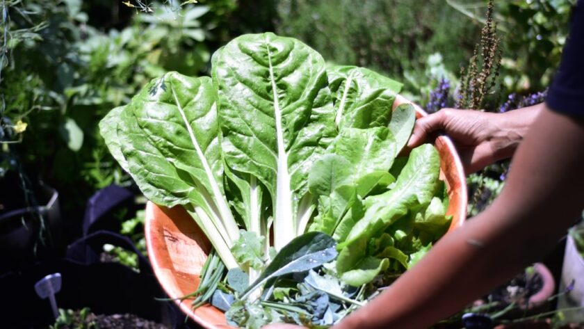 découvrez l'art du jardinage en conteneur : des conseils pratiques pour cultiver vos plantes, fleurs et légumes dans des pots adaptés à tous les espaces, même les plus réduits. transformez votre balcon ou terrasse en un oasis verdoyant !