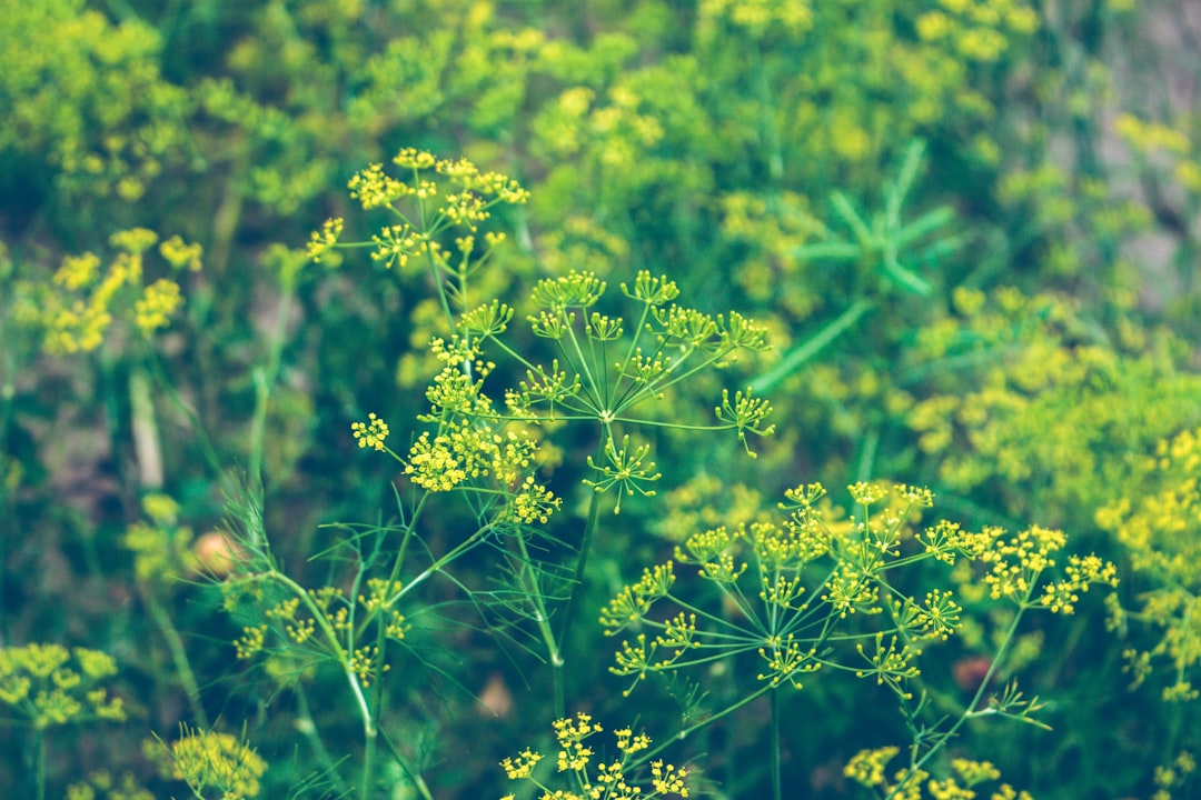 découvrez le délice du fenouil avec notre guide sur l'aneth. apprenez tout sur ses bienfaits, ses utilisations culinaires et comment le cultiver dans votre jardin. parfait pour agrémenter vos plats savoureux !