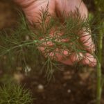 découvrez les bienfaits du dill, une herbe aromatique au goût unique. apprenez à l'intégrer dans vos recettes, ses propriétés médicinales et son rôle en cuisine. plantes, culture et astuces pour profiter pleinement de cette herbe délicieuse.