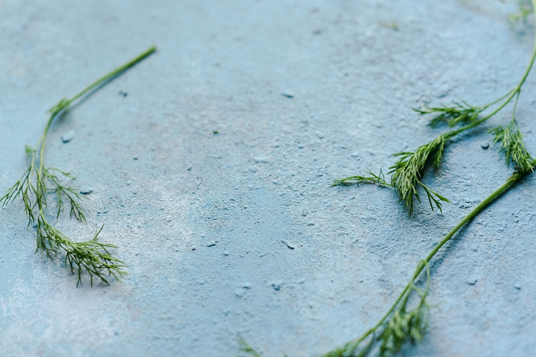découvrez les bienfaits du dill, une herbe aromatique aux saveurs uniques. utilisée en cuisine pour rehausser vos plats, le dill est également riche en nutriments et possède des propriétés médicinales. apprenez à l'incorporer facilement dans vos recettes.