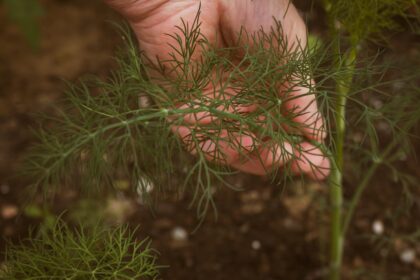 découvrez les bienfaits du dill, une herbe aromatique au goût unique. apprenez à l'intégrer dans vos recettes, ses propriétés médicinales et son rôle en cuisine. plantes, culture et astuces pour profiter pleinement de cette herbe délicieuse.
