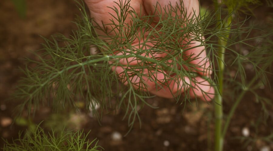 découvrez les bienfaits du dill, une herbe aromatique au goût unique. apprenez à l'intégrer dans vos recettes, ses propriétés médicinales et son rôle en cuisine. plantes, culture et astuces pour profiter pleinement de cette herbe délicieuse.