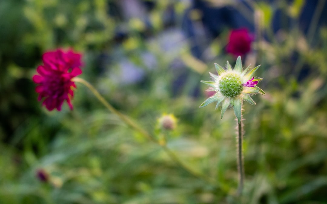 découvrez les pratiques de jardinage éco-responsables pour cultiver un espace vert respectueux de l'environnement. apprenez des techniques durables, sélectionnez des plantes locales et créez un écosystème florissant tout en préservant la nature.