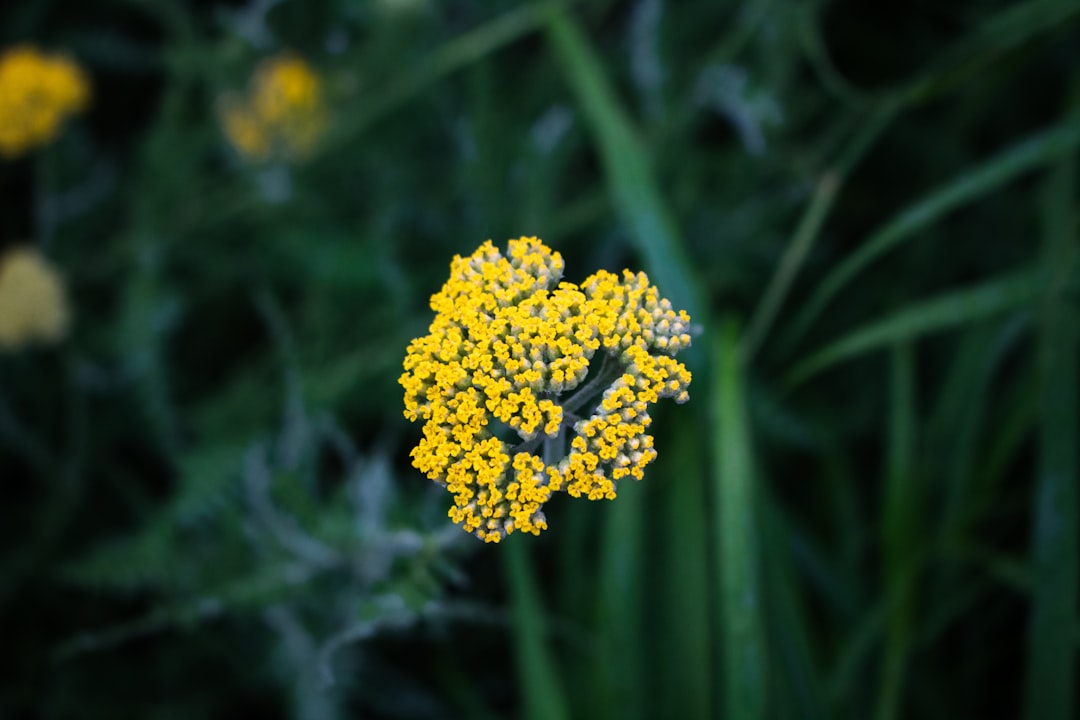 découvrez des techniques de jardinage écologiques qui favorisent la biodiversité, préservent l'environnement et vous permettent de cultiver un jardin durable. apprenez des astuces pratiques pour réduire votre empreinte carbone tout en profitant d'un espace vert luxuriant.
