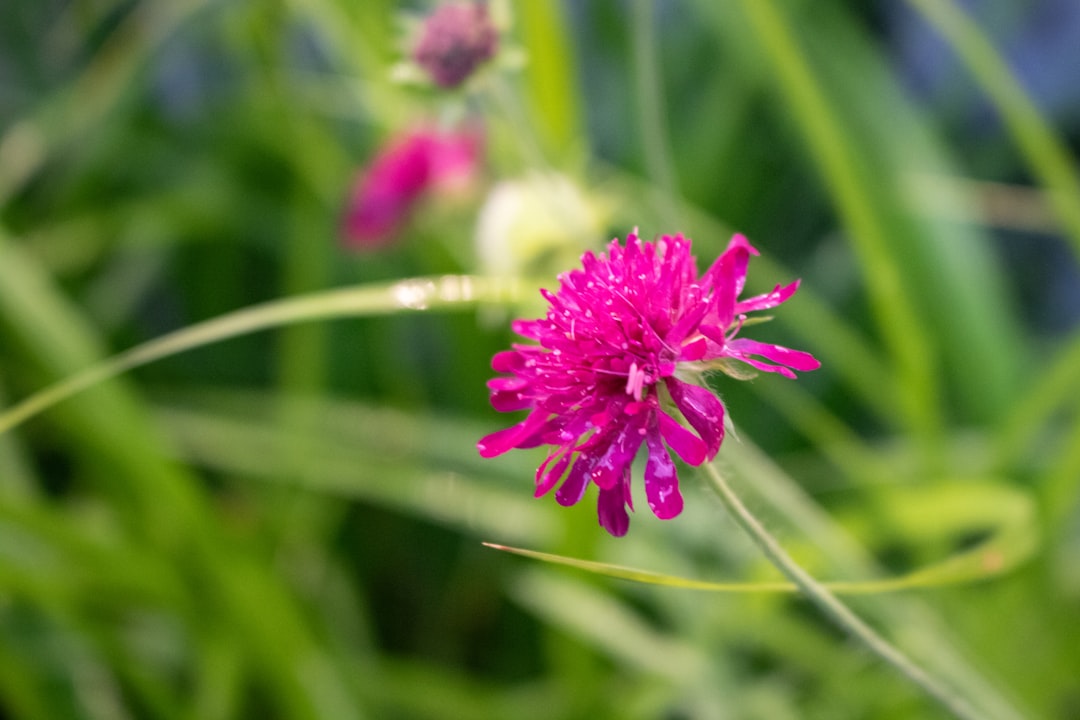 découvrez des astuces et conseils pour un jardinage écologique qui respecte l'environnement. apprenez à cultiver vos plantes de manière durable tout en préservant la biodiversité et en réduisant votre empreinte carbone.