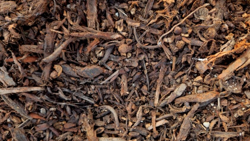 découvrez des astuces et conseils pour un jardinage éco-responsable qui respecte l'environnement. apprenez à cultiver vos plantes de manière durable, à réduire les déchets et à favoriser la biodiversité tout en profitant pleinement de votre espace vert.