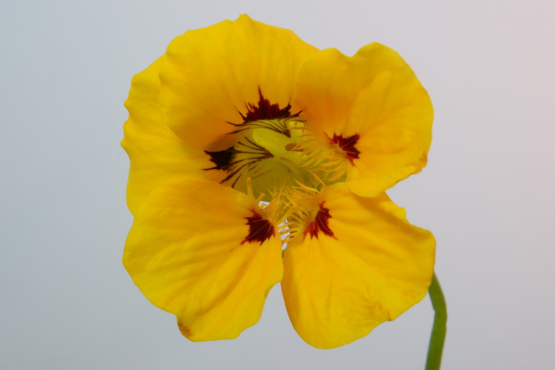 découvrez l'univers fascinant des fleurs comestibles ! apprenez à sublimer vos plats avec ces délicates inflorescences aux saveurs variées. idéales pour décorer vos salades, desserts et boissons cocktail, les fleurs comestibles ajoutent une touche d'élégance et de goût à votre cuisine. explorez nos conseils, recettes et astuces pour les utiliser en toute sécurité.