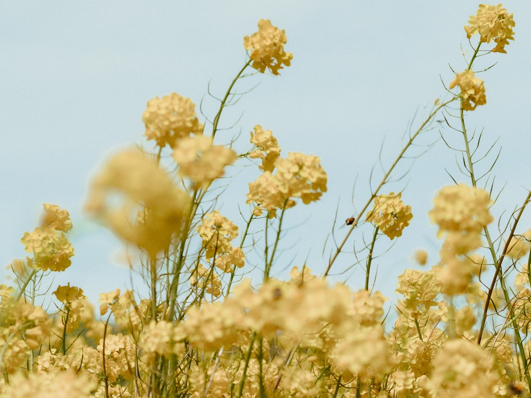 découvrez l'univers fascinant des fleurs comestibles : leurs variétés, leurs saveurs uniques et comment les intégrer dans vos plats pour éveiller vos sens. transformez vos créations culinaires avec ces touches de couleur et de gastronomie.