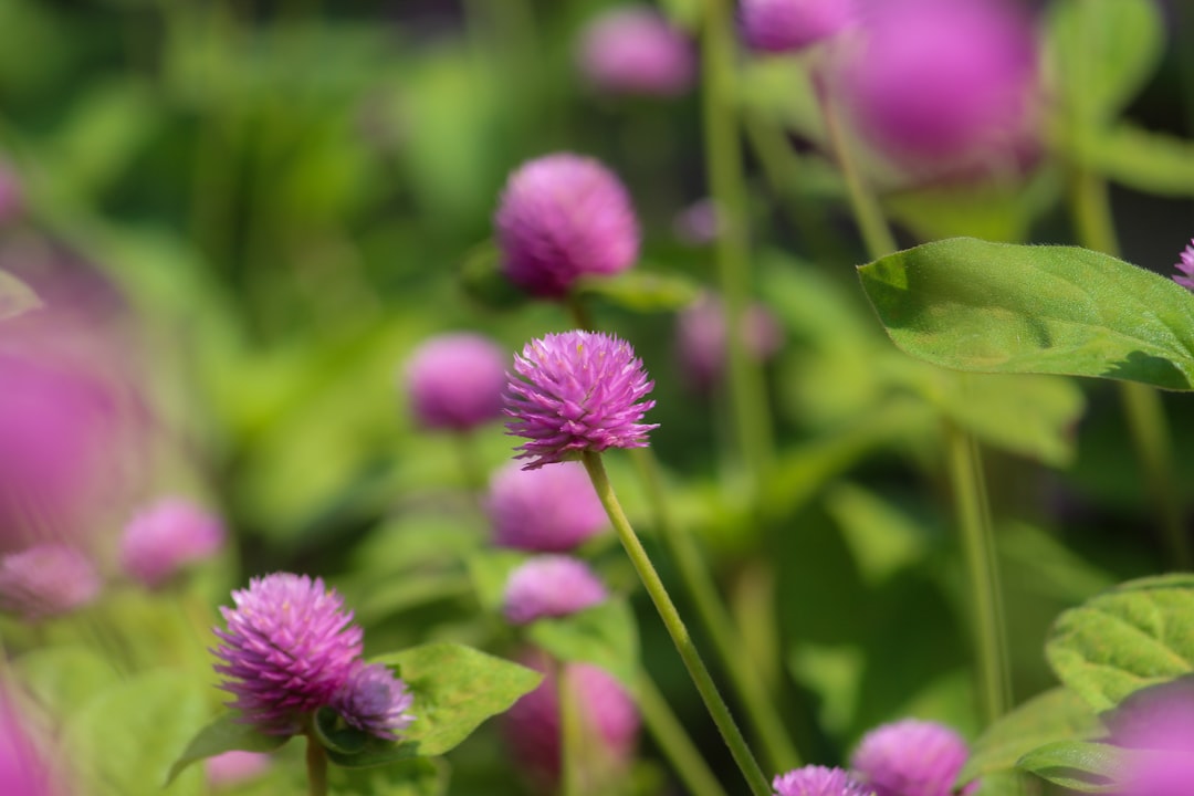découvrez les fleurs comestibles, un ajout coloré et délicieux à vos plats. apprenez à choisir, préparer et savourer ces trésors floraux pour élever vos créations culinaires tout en ajoutant une touche esthétique à vos repas.