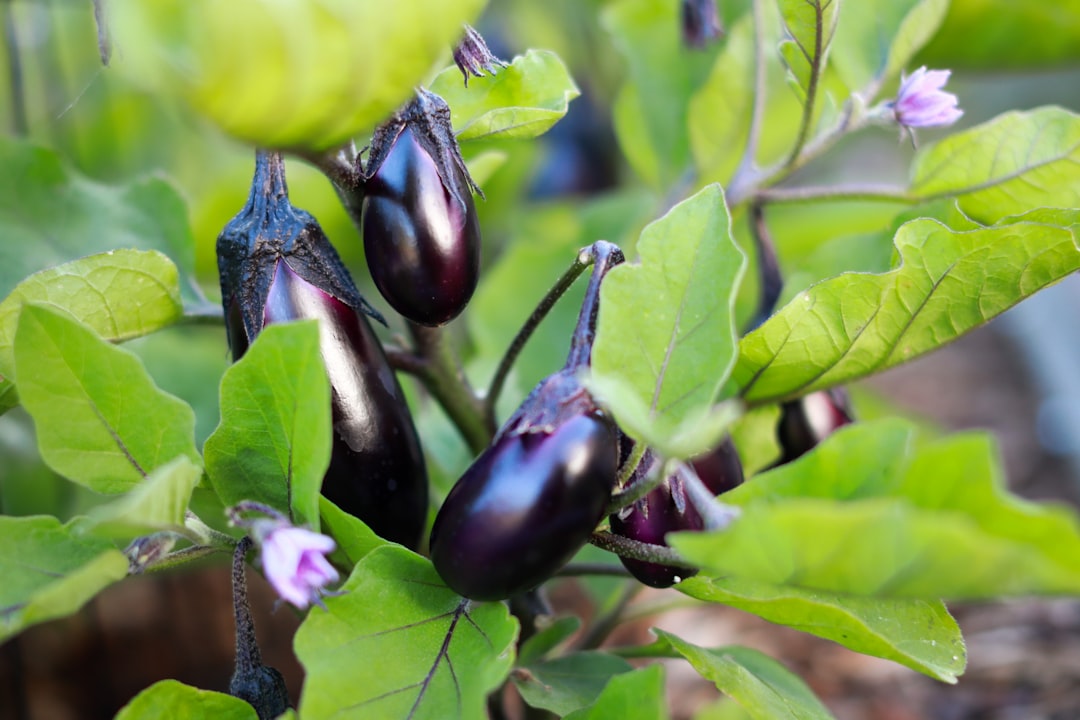 découvrez les saveurs uniques de l'aubergine, un légume polyvalent et nutritif, parfait pour vos plats d'été. apprenez à la cuisiner de différentes manières, des recettes grillées aux plats mijotés, et explorez ses bienfaits pour la santé.