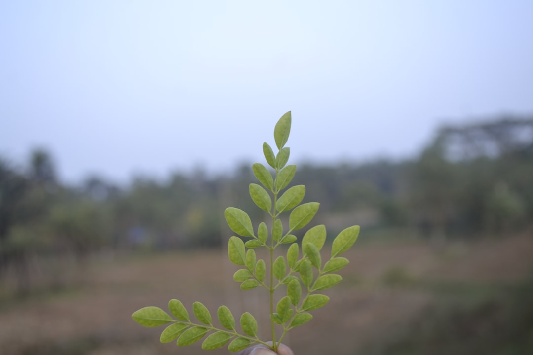 découvrez les bienfaits du fenouil, une plante aromatique aux multiples vertus. utilisé en cuisine et en médecine douce, le fenouil est idéal pour rehausser vos plats tout en apportant des propriétés digestives et antioxydantes. apprenez à l'incorporer facilement dans vos recettes et profitez de ses atouts santé.