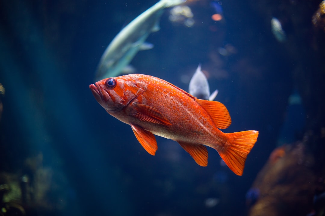 découvrez l'univers fascinant des poissons, de leur habitat à leur diversité impressionnante. explorez les différentes espèces, leurs comportements aquatiques et les meilleures pratiques pour les observer, les pêcher ou les cuisiner. plongez dans le monde marin et apprenez tout sur ces créatures fascinantes.