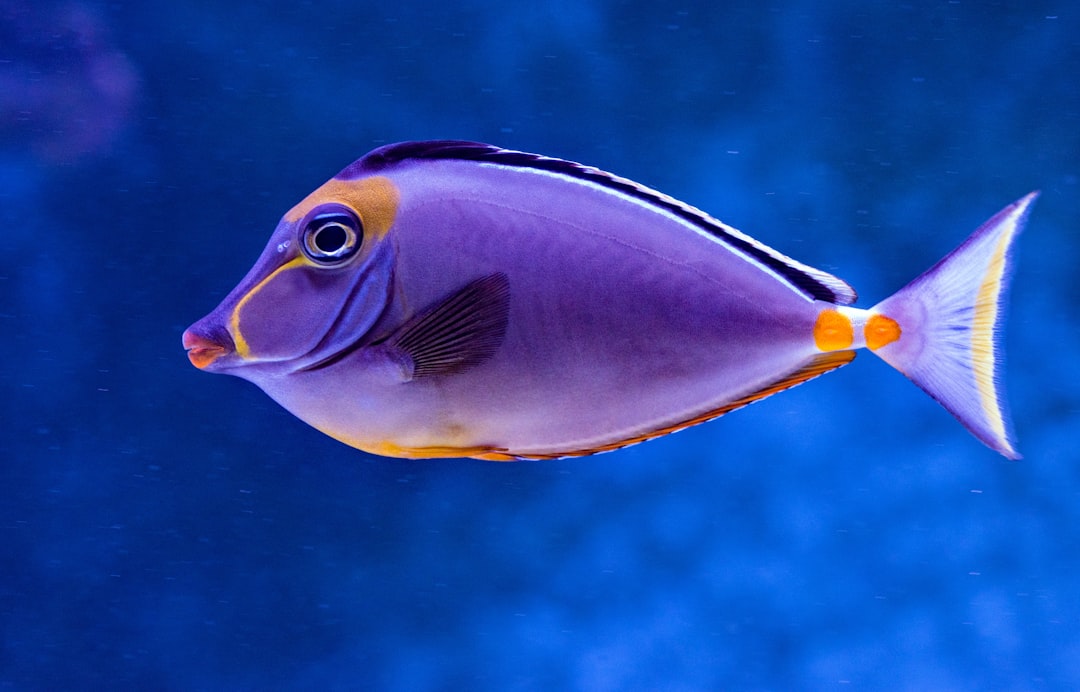 découvrez l'univers fascinant des poissons : espèces, habitats, comportements et bienfaits pour la santé. plongez dans nos articles passionnants pour en apprendre davantage sur ces créatures aquatiques incroyables.