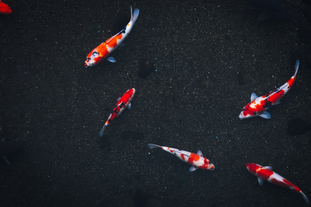 découvrez tout sur les poissons : leur diversité, leurs habitats, leurs comportements et les meilleures pratiques pour les pêcher ou les élever. plongez dans l'univers fascinant de la vie aquatique.