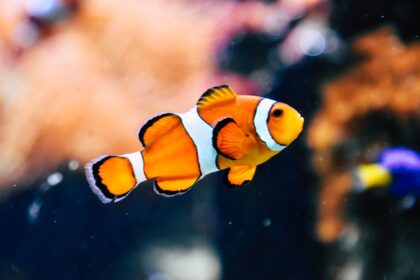découvrez l'univers fascinant des poissons : espèces, habitats, et bienfaits pour la santé. explorez les différentes techniques de pêche et apprenez à préparer des plats savoureux à base de poisson.