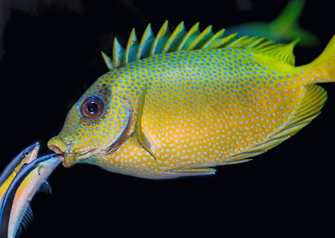 découvrez le monde fascinant des poissons, une exploration des différentes espèces, de leur habitat naturel, et des conseils pour les aquariums. plongez dans l'univers aquatique et apprenez tout sur leur nutrition, leur comportement et leur préservation.