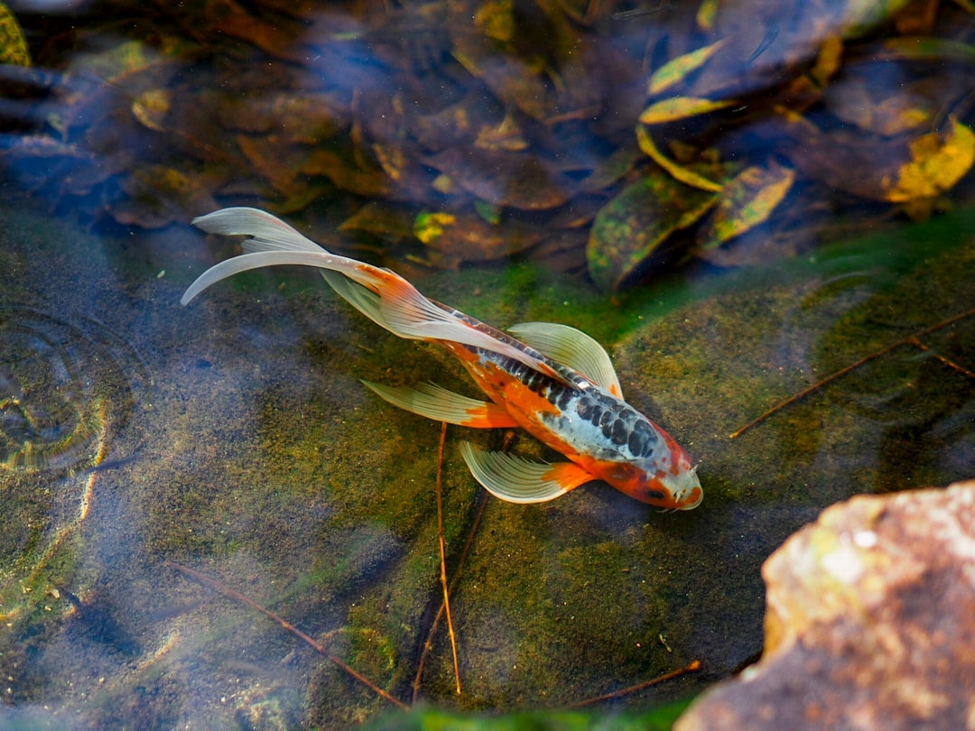 découvrez l'univers fascinant des poissons, une diversité incroyables de créatures aquatiques. apprenez-en plus sur leurs habitats, leur alimentation et les meilleures pratiques de pêche. plongez dans le monde marin et explorez les merveilles de la vie sous-marine.